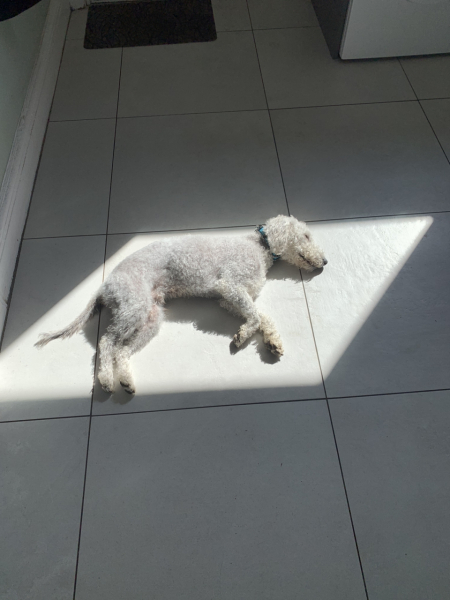 The Best Dog in the World