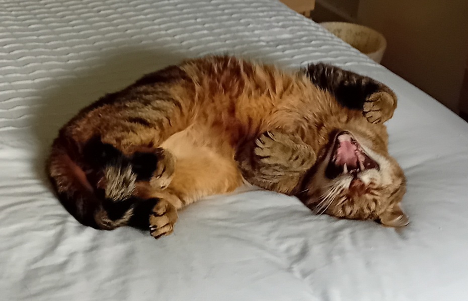 Passports, buckets and spades - the Excellent Cats go on their holidays