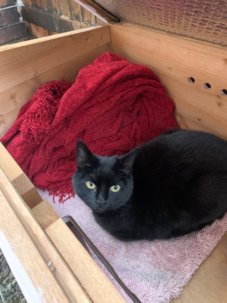 Any recommendations for an outdoor cat hut/kennel/shelter type thing?