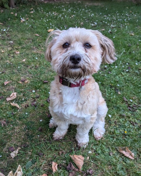 Share Your Dog Stories and Photos! 🐾 Chance to Win £100!