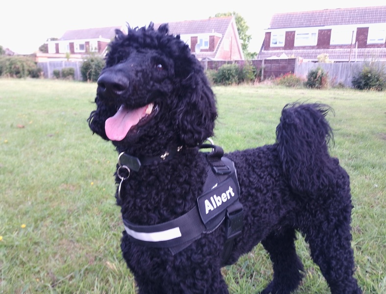 September’s Dog of the Month: Share Your Photos & Win £100! 🐾