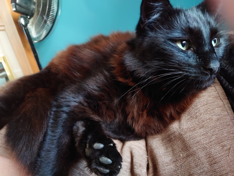 Can you train a cat? Can cats train you?