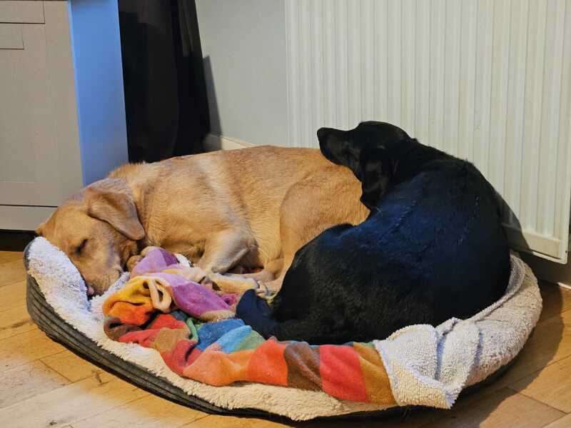 Bluestocking - the second leg