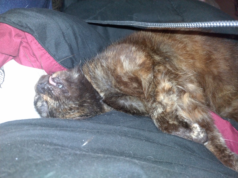 Passports, buckets and spades - the Excellent Cats go on their holidays