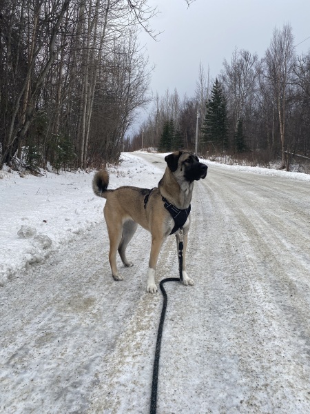 Turkish kangal