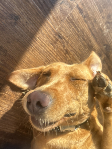 The Best Dog in the World