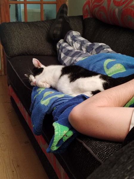 Guinea pigs and cats, knock some sense onto me please!