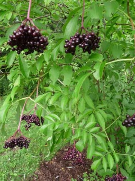 Are these elderberries?