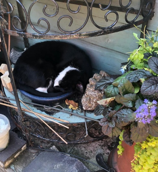 Happy International Cat Day