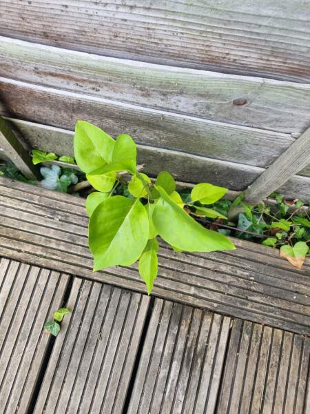 Is this Japanese Knotweed?
