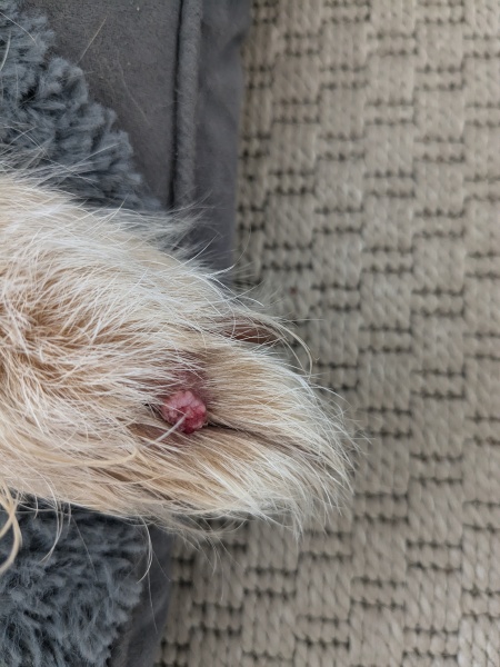 What this on my dog's paw?