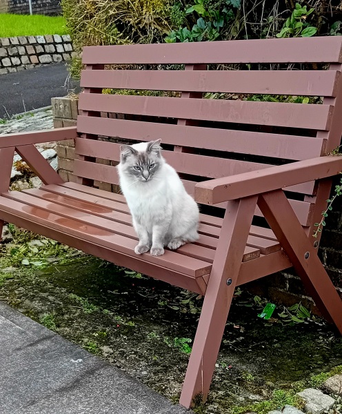 Passports, buckets and spades - the Excellent Cats go on their holidays