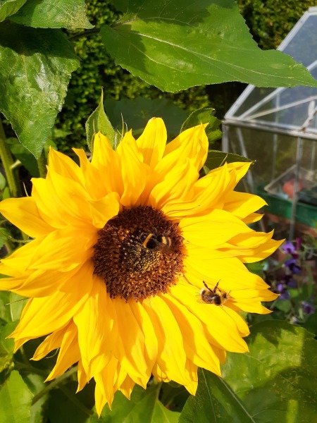 Thread 6 Starmer: We're going to need a bigger skip!