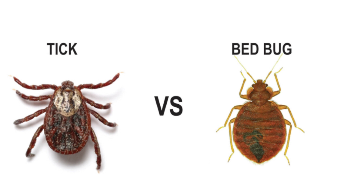 What is this bug that bit me?