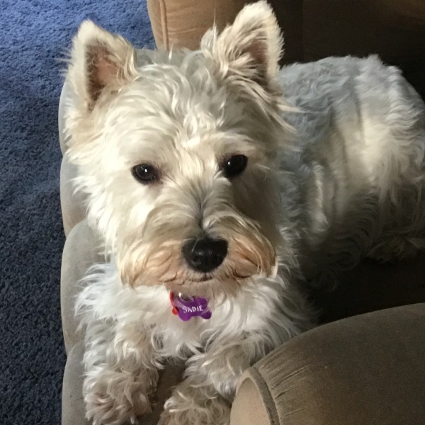 The Best Dog in the World