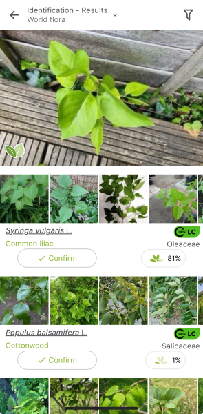 Is this Japanese Knotweed?