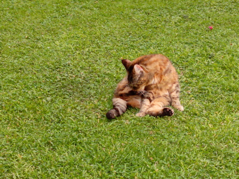 Passports, buckets and spades - the Excellent Cats go on their holidays