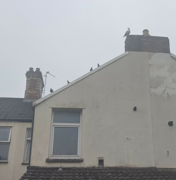 Passports, buckets and spades - the Excellent Cats go on their holidays