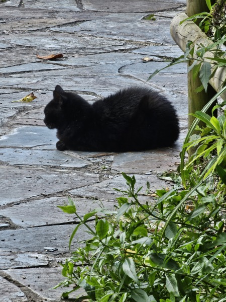 Passports, buckets and spades - the Excellent Cats go on their holidays