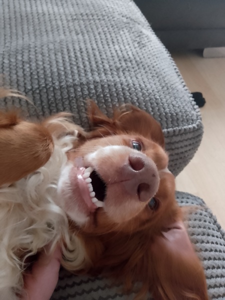 Puppy Survival Thread for New & Old Pups - Soon be Autumn 2024