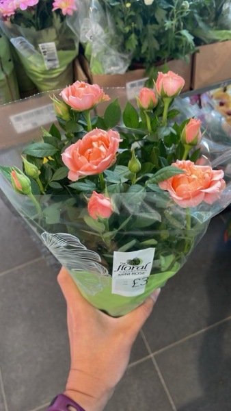 Spring has sprung...let's Countdown to Christmas 2024 (Thread 2)