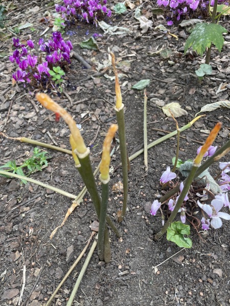 What plant is this?