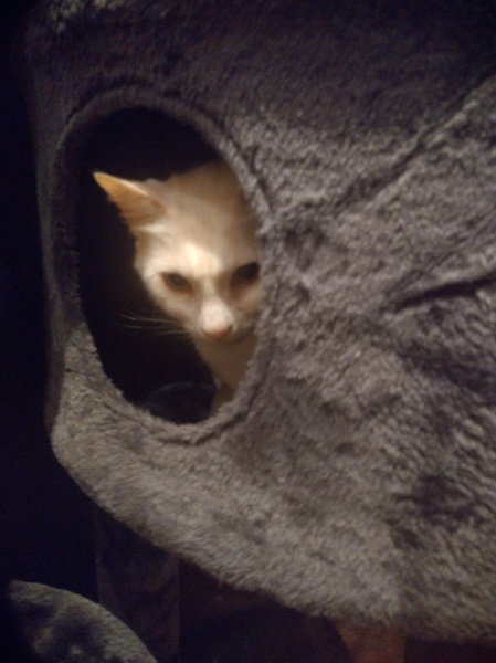 Passports, buckets and spades - the Excellent Cats go on their holidays