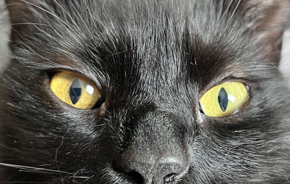 Do I need to take cat to vets?