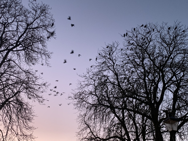 Thread 51 - Covid GCSE Cohort - Summer 24  - End of Uni Yr 2