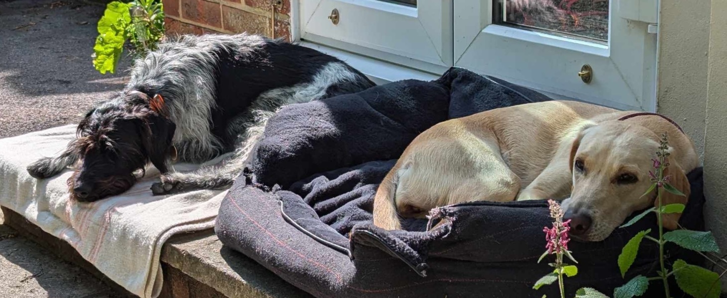 Is there any such thing as a dog like a Pointer, but lazier or with less prey drive?