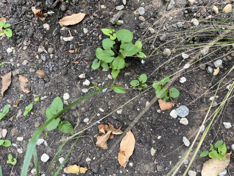 Which weeds do I have? How should I handle them?
