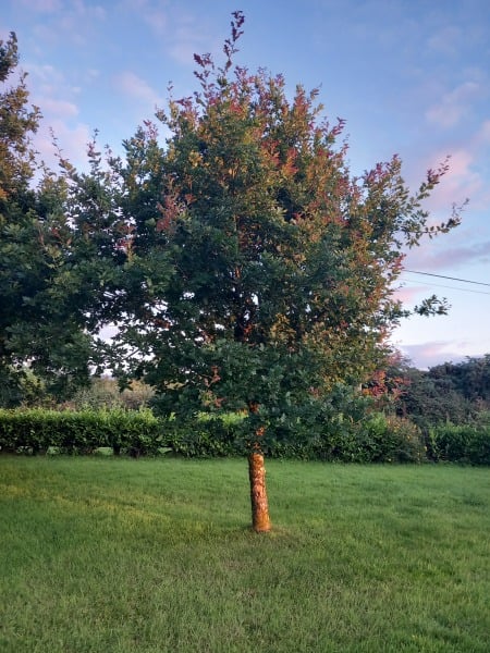 Should I be worried about my oak trees?