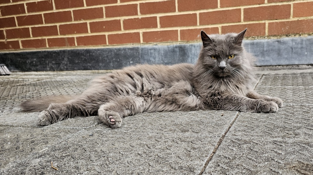 Passports, buckets and spades - the Excellent Cats go on their holidays