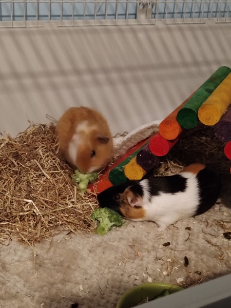 Guinea pigs and cats, knock some sense onto me please!