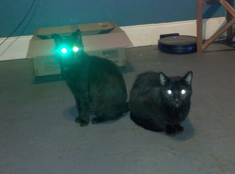 Passports, buckets and spades - the Excellent Cats go on their holidays