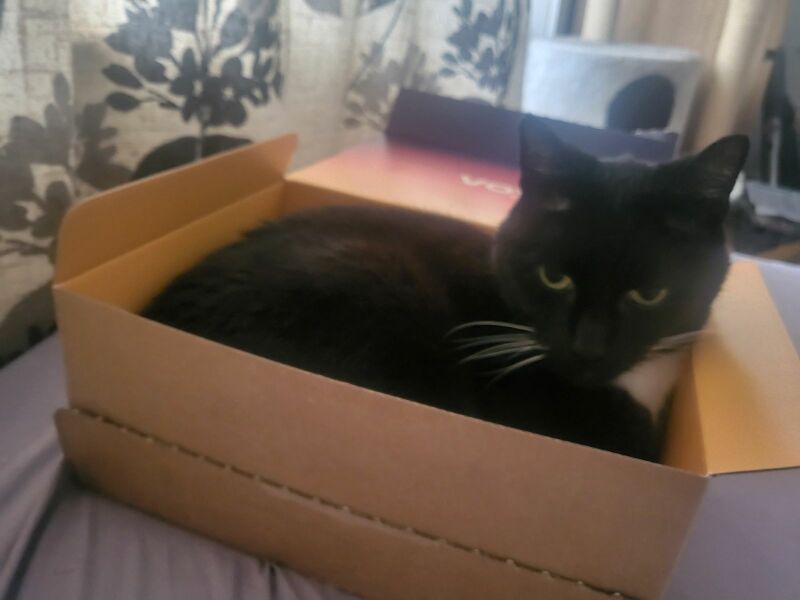 Passports, buckets and spades - the Excellent Cats go on their holidays