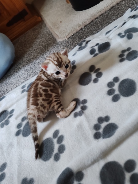 Kitten names please!
