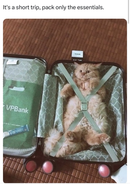 Passports, buckets and spades - the Excellent Cats go on their holidays