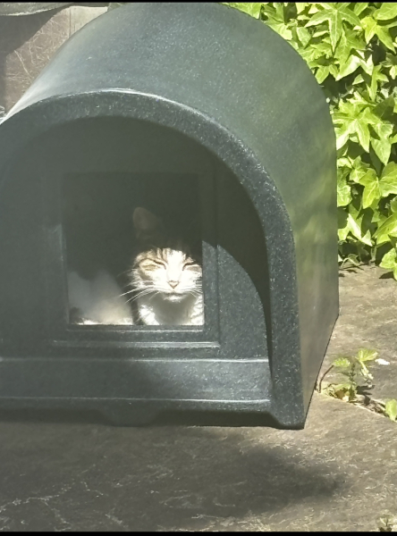 Any recommendations for an outdoor cat hut/kennel/shelter type thing?