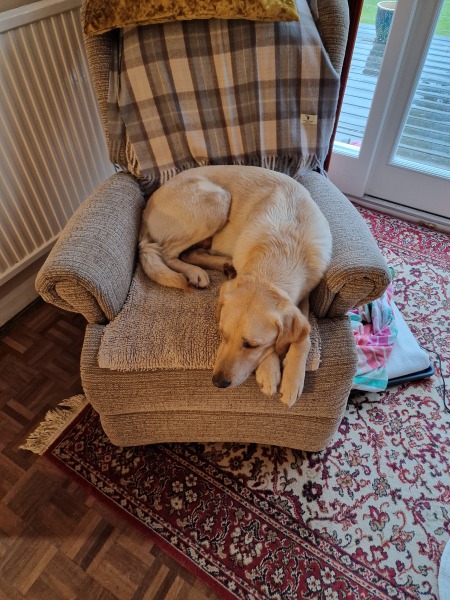 Worried about Dog