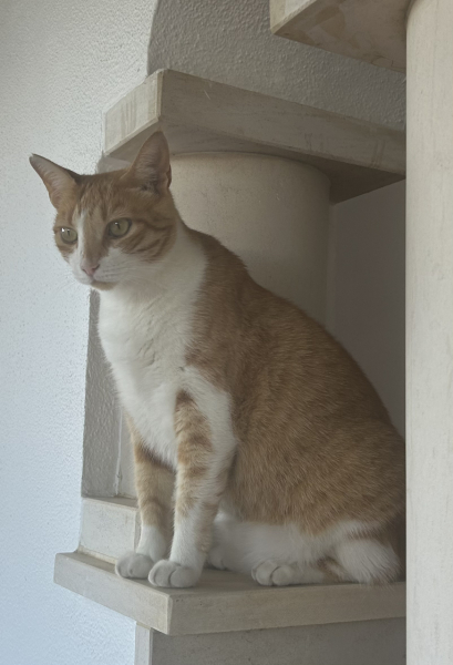 Thread 4 Starmer: Fighting back with brooms and community.