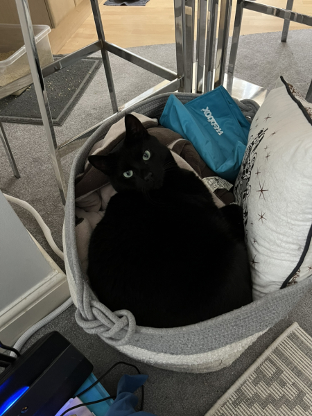 Passports, buckets and spades - the Excellent Cats go on their holidays