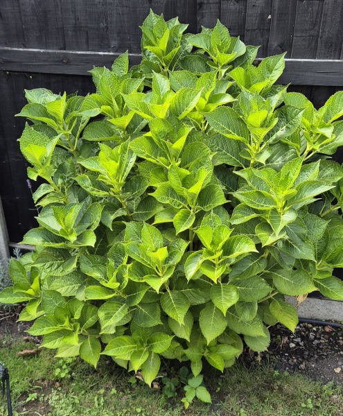 My beautiful hydrangea has failed to flower