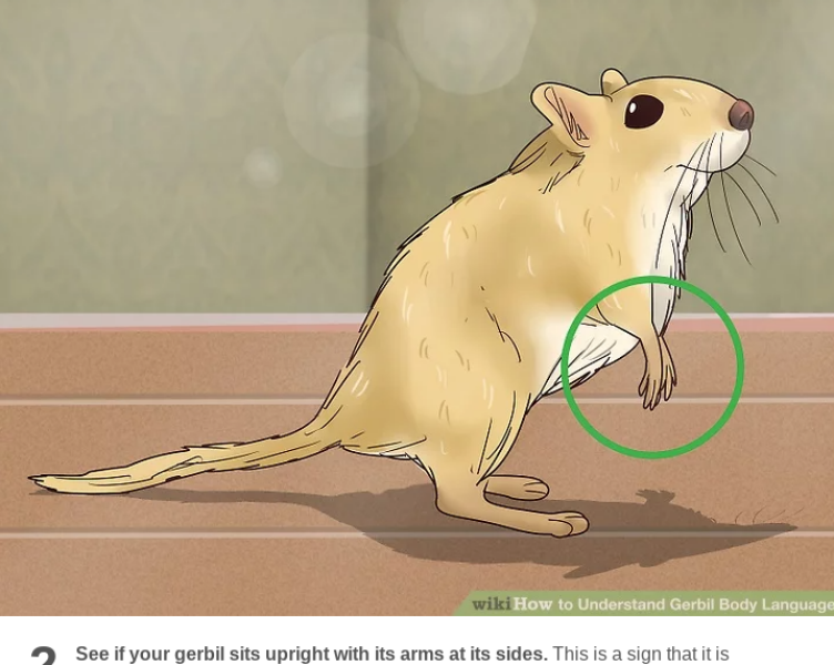 Aston, scraped vipers, gerbils and much more