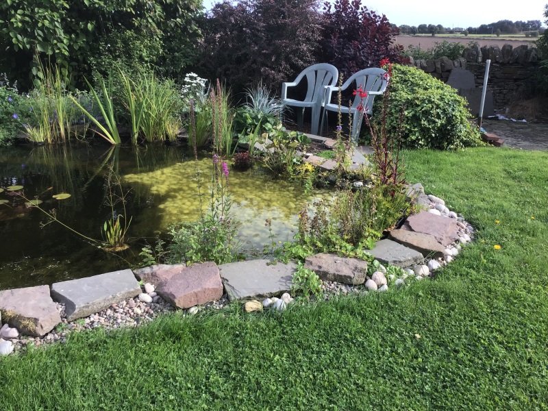 What plants to decorate around my new garden pond?