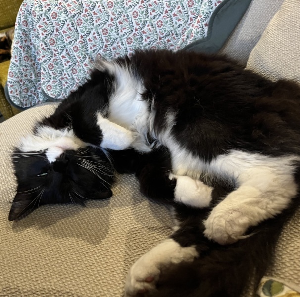 Run out of cat food - what can I feed?!