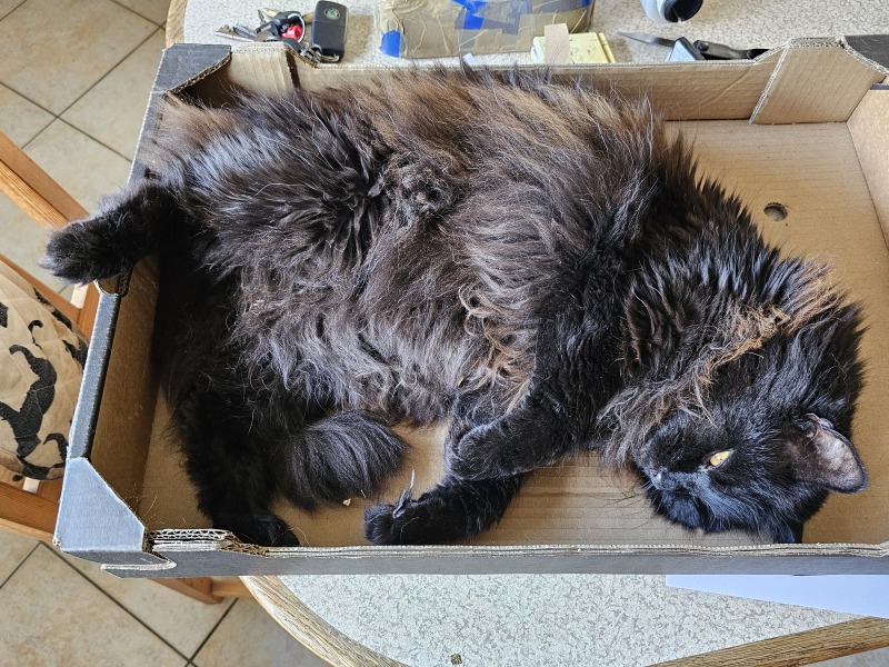 Passports, buckets and spades - the Excellent Cats go on their holidays