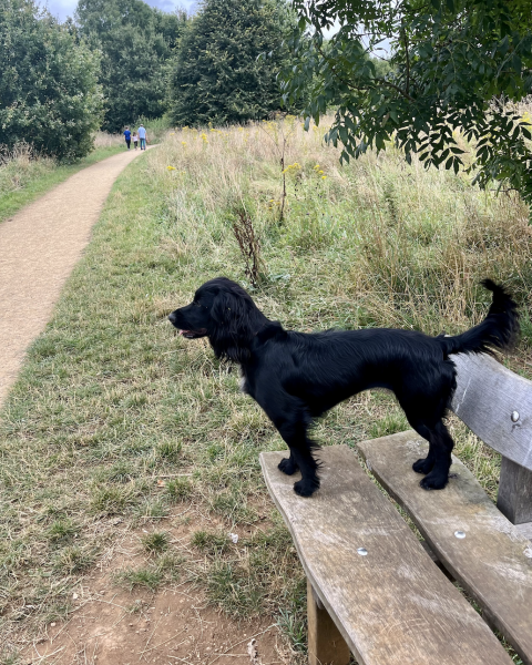 Puppy Survival Thread for New & Old Pups - Soon be Autumn 2024