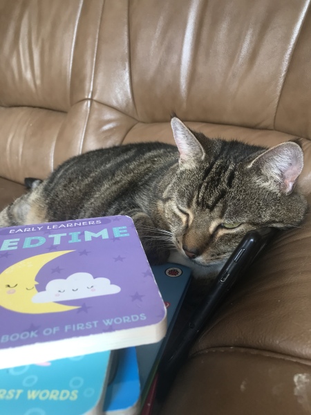 Passports, buckets and spades - the Excellent Cats go on their holidays