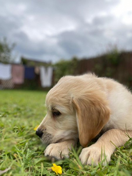 Puppy Survival Thread for New and Old Pups - Spring is around the corner!